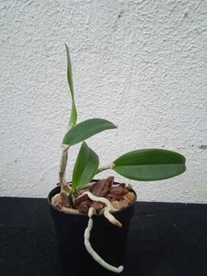 Cattleya guttata - 4