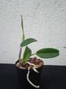 Cattleya guttata - 4/5
