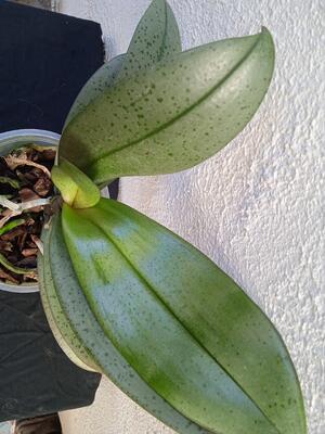 Phalaenopsis veitchiana - 4