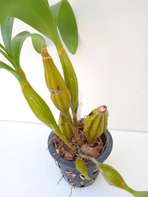 Dendrobium chrysotoxum - 4
