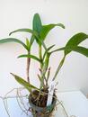Cattleya aurantiaca - 2/2
