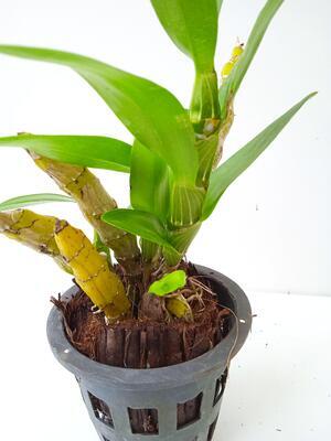 Dendrobium albosanguineum - 4