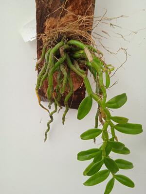 Dendrobium trinervium - 4