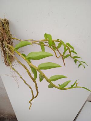 Dendrobium primulinum - 4