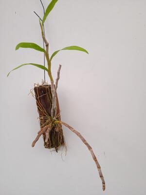 Dendrobium bensoniae - 4