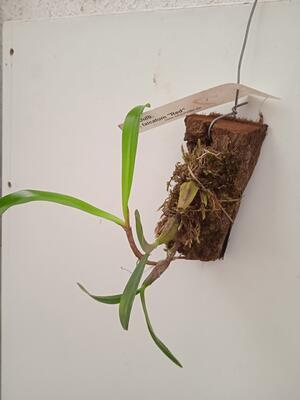 Bulbophyllum falcatum 'Red' - 4
