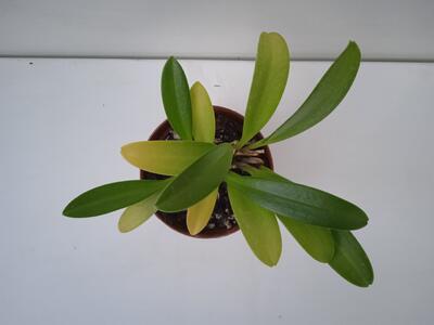Masdevallia bicolor - 4