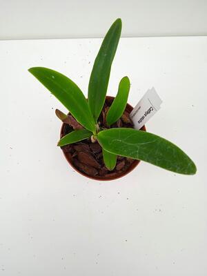Cattleya velutina - 4