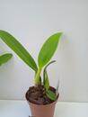 Cattleya labiata var. coerulea - 4/5