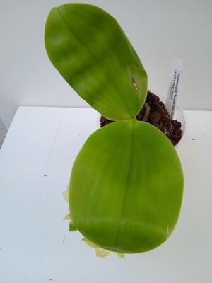 Phalaenopsis Yungo Gelb Canary x LD' Bear Queen - 4