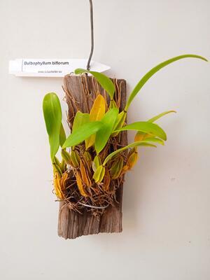 Bulbophyllum biflorum - 4