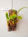 Bulbophyllum biflorum - 4/4
