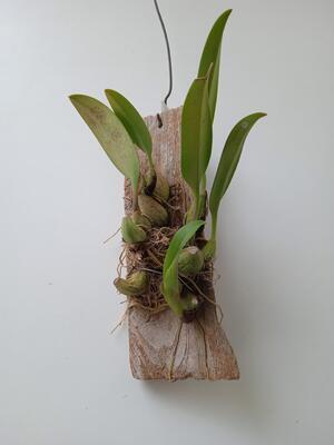 Bulbophyllum papulosum - 4