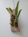Bulbophyllum papulosum - 4/4