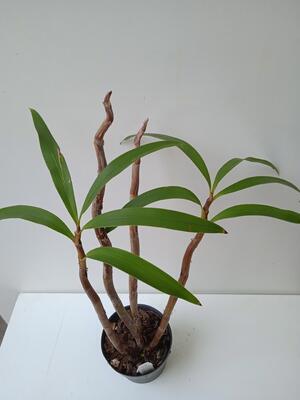 Eria floribunda - 4