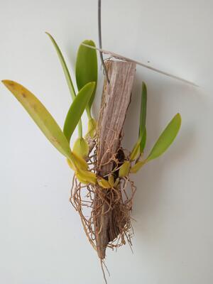 Bulbophyllum schinzianum - 4