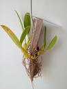 Bulbophyllum schinzianum - 4/4