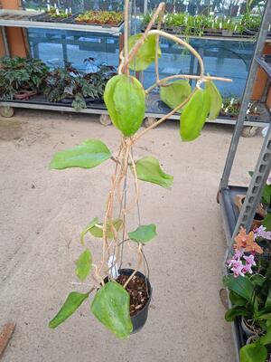 Hoya cardiophylla - 4
