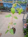 Hoya cardiophylla - 4/4