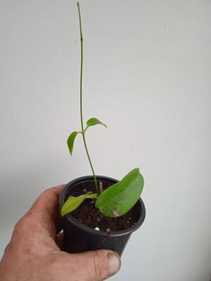Hoya montana 'Long Leaf' (zakořeněný řízek) - 4