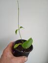 Hoya montana 'Long Leaf' (zakořeněný řízek) - 4/4