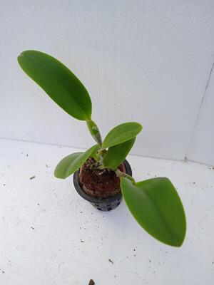 Blc. Thai Orchid No. 3 - 4