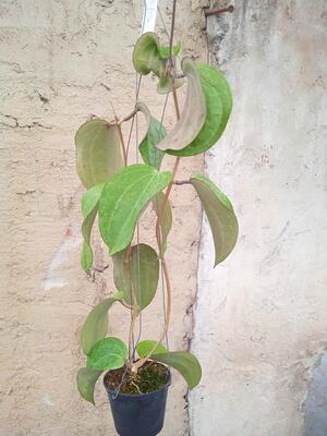 Hoya latifolia - 4