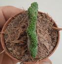 Euphorbia enopla 'cristata' - 4/4