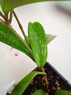 Hoya pubicalyx - 4