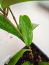 Hoya pubicalyx - 4/5