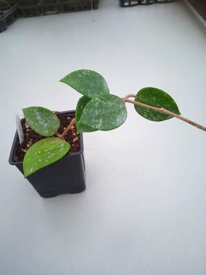Hoya parasitica 'heart leaf' - 4