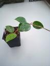 Hoya parasitica 'heart leaf' - 4/5