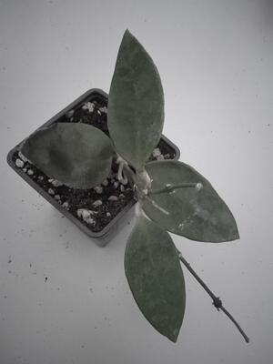 Hoya micrantha 'big leaf' - 4