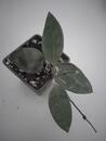 Hoya micrantha 'big leaf' - 4/4