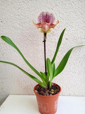 Kvetoucí orchidej americký střevíčník - Paphiopedilum AH #1 - 4