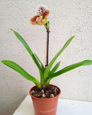 Kvetoucí orchidej americký střevíčník - Paphiopedilum AH #6 - 4