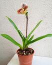 Kvetoucí orchidej americký střevíčník - Paphiopedilum AH #6 - 4/4