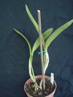 Epidendrum oerstedii - 4