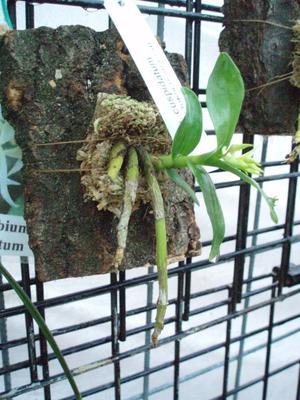 Dendrobium cuspidatum - 4