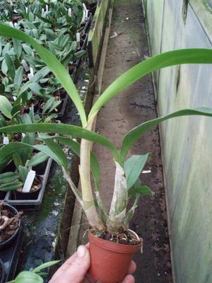 Dendrobium speciosum v. curvicaule 'Palmerstone' AM/AOS - 4