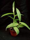Dendrobium antennatum - 4/5