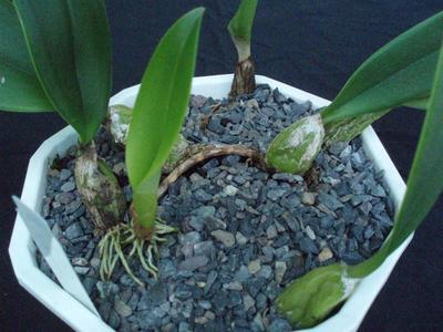 Bulbophyllum rigidum - 4