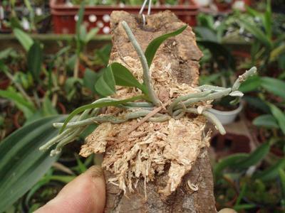 Phalaenopsis stobartiana - 4