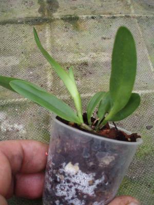 Cattleya harrisoniana - 4