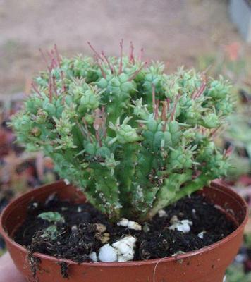 Euphorbia submammillaris - 4