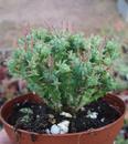 Euphorbia submammillaris - 4/4