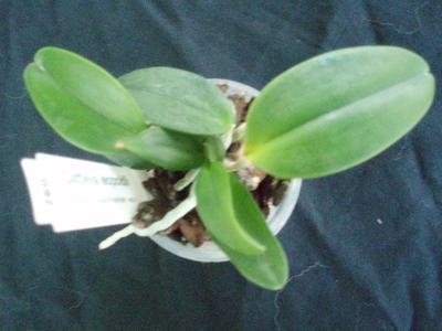 Cattleya leopoldii - 4
