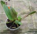 Cattleya chocoensis - 4/4