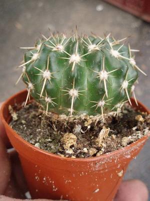 Notocactus submammulosus - 4