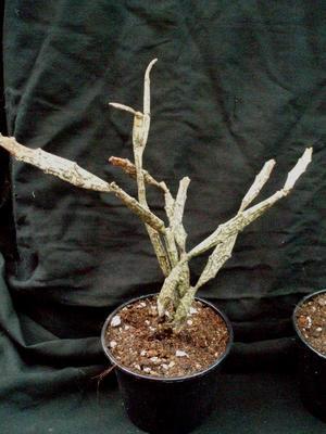 Euphorbia platyclada - 4